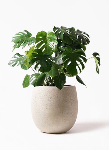 monstera-97_1.jpg?1565506552