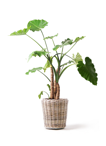 alocasia-42_1.jpg?1565506557