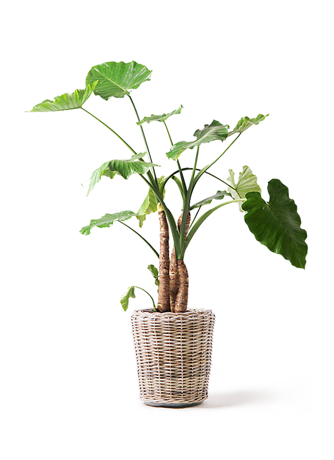 クワズイモ 10号 | 観葉植物通販HitoHana(ひとはな)