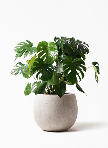 観葉植物 モンステラ 8号 ボサ造り テラニアス ローバルーン