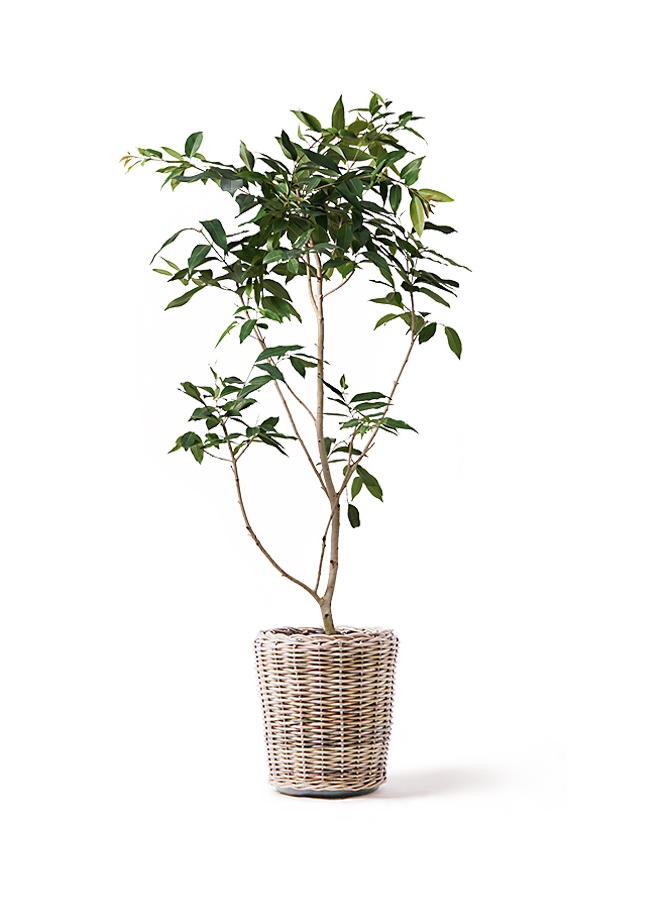 amazon-olive-110_1.jpg?1565506561