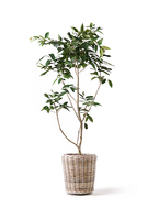 アマゾンオリーブ　曲げ仕立て　オシャレなロング鉢植え アマゾンオリーブ 曲げ仕立て オシャレなロング鉢植え - メルカリ