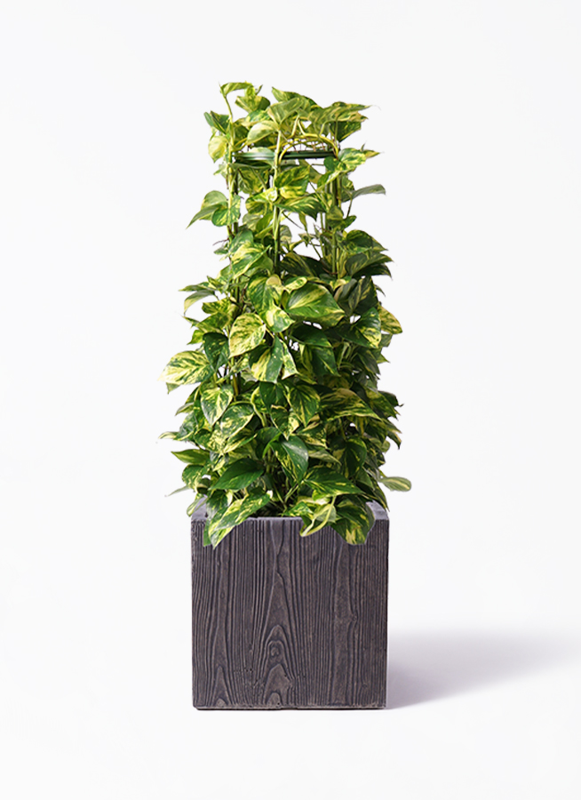 観葉植物 ポトス 8号 ベータ キューブプランター ウッド 茶 付き