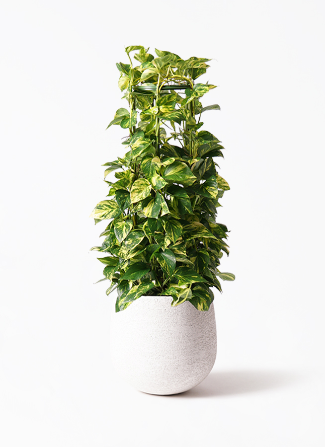 ポトス 8号 | 観葉植物 | インテリアやギフトに - Hitohana（ひとはな）