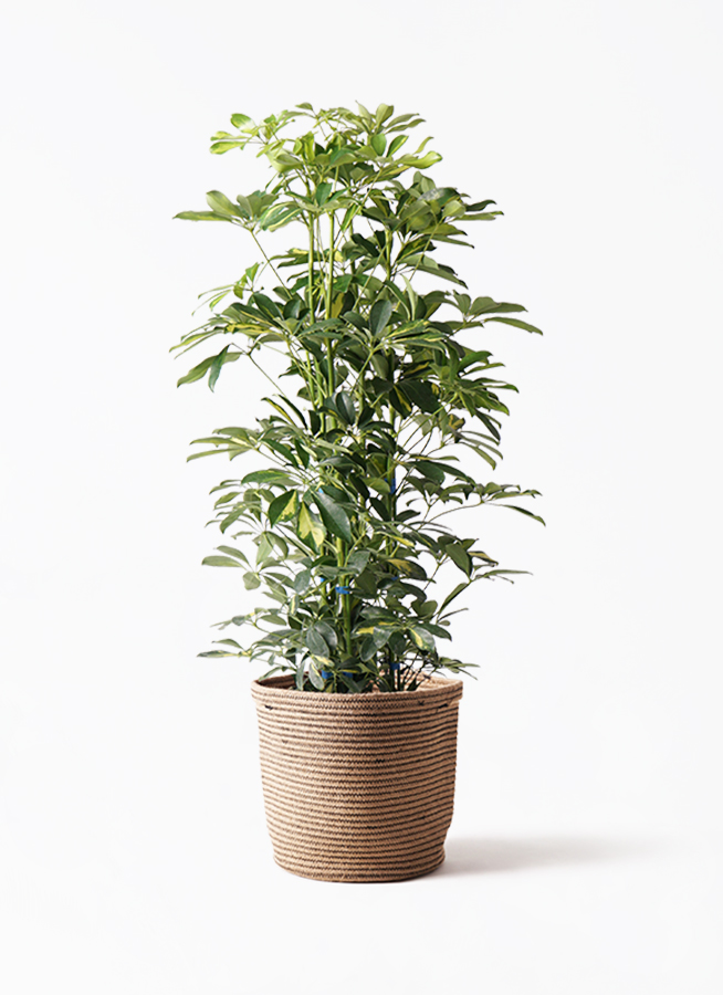 schefflera_04_01.jpg