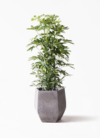 kapok-113_1.jpg?1565506611