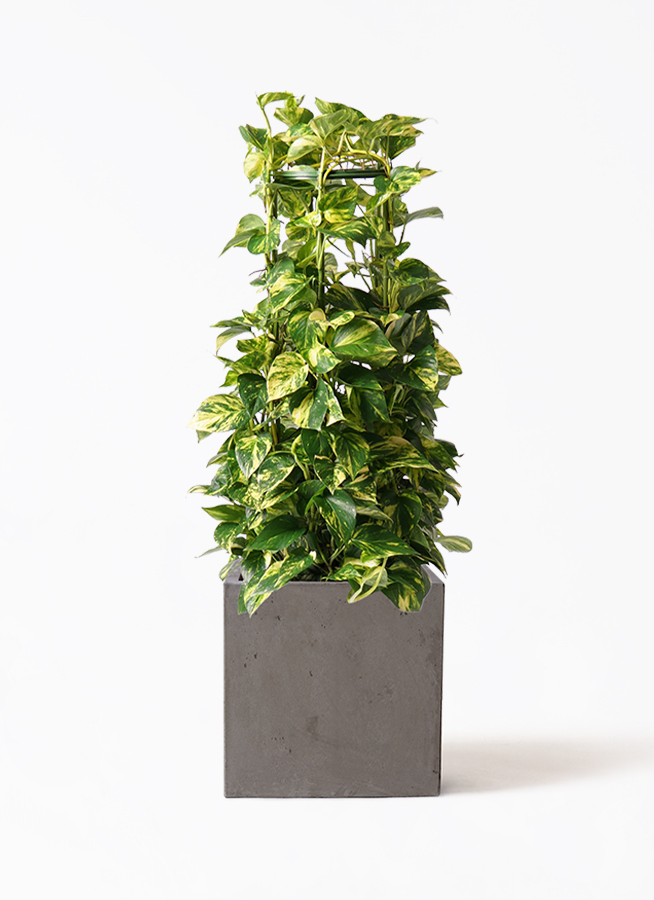 観葉植物 ポトス 8号 コンカー キューブ 灰 付き | 観葉植物なら