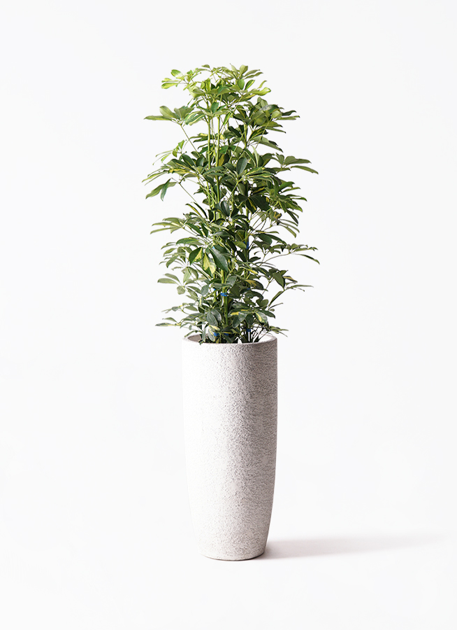 観葉植物 カポック（シェフレラ） 8号 斑入り ジュピター 白