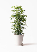 【直接取引限定】シェフレラ カポック 斑入り少し 約160cm kapok-120_1.jpg?1565506623