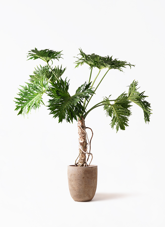 philodendron-selloum-112_1.jpg