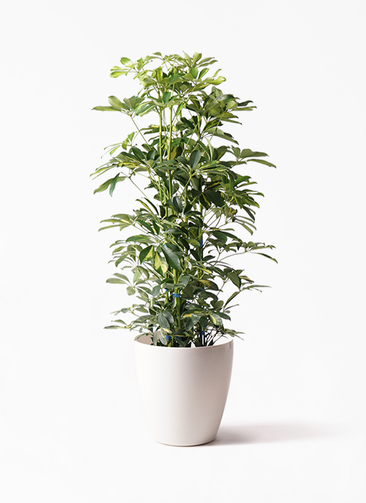 光の園(2024年版) シェフレラツリー ポリ製 品番：2493A270 高さ：170cm - アートクリエイション シェフレラ 斑入りの通販