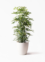 シェフレラ　カポック　8号　1m 幹ゴリシェフレラ シェフレラ カポック 8号 1m 幹ゴリシェフレラ シェフレラ カポック 8