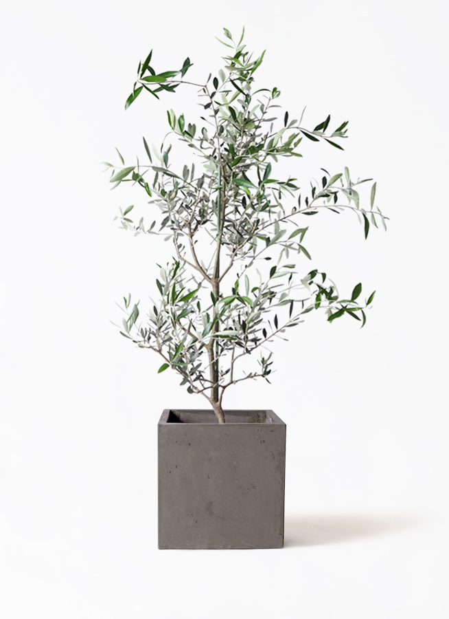 オリーブの木　コレッジョラ　8号　約130cm　NO.570　一点物 寒さに強い・開帳型】コレッジョラ（オリーブの木）〈大型商品
