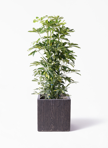 kapok-138_1.jpg?1565506664
