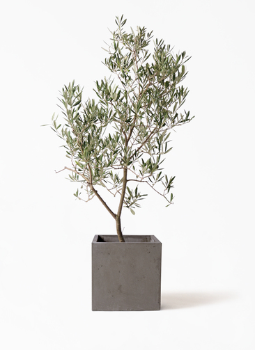 olive-delmorocco-30_1.jpg?