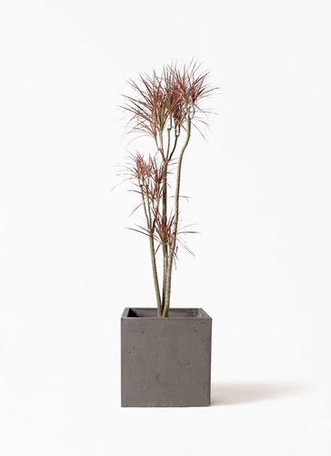 ［現品］17番　ドラセナ　コンシンネ　レインボー　8号　観葉植物　室内　おしゃれ concinna-rainbow-30_1.jpg?