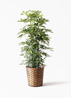 kapok-132_1.jpg?1565506681