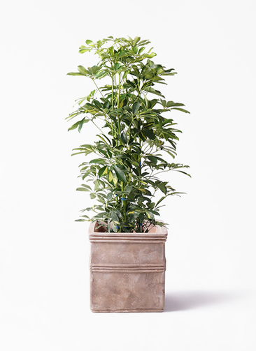 その他観葉植物 kona kapok-141_1.jpg?1565506688