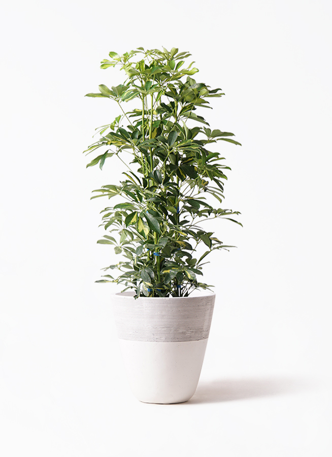 観葉植物 シェフレラ（カポック） 8号 斑入り ジュピター 白 付き