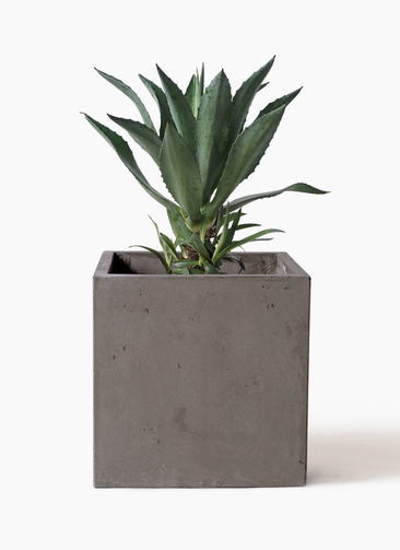 agave-americana-30_1.jpg?