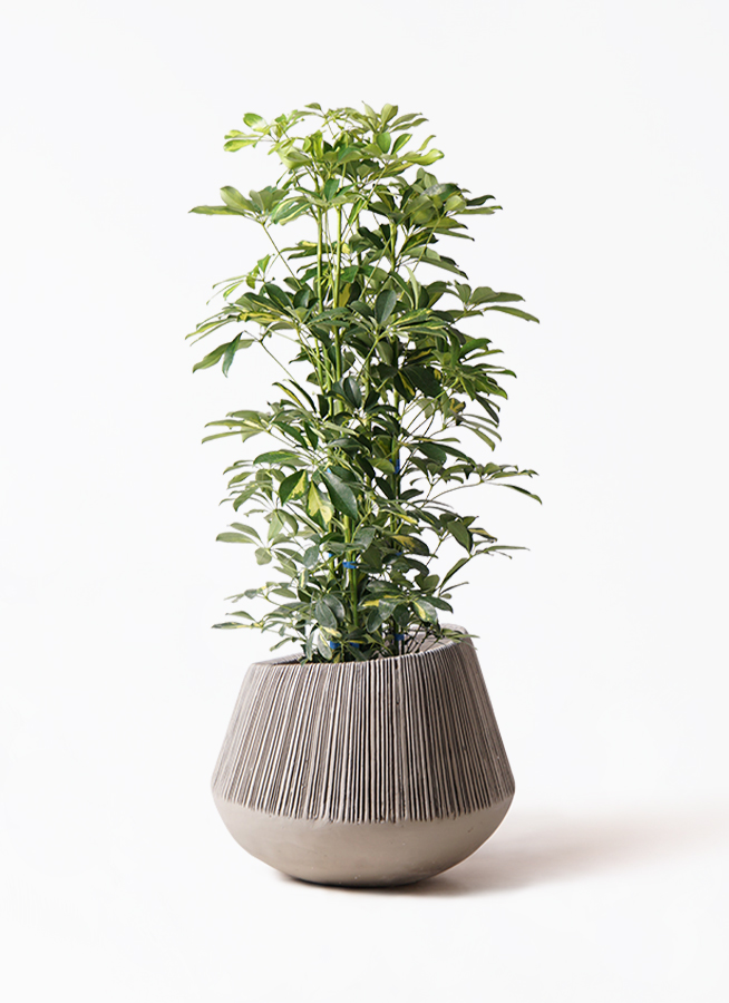 観葉植物 シェフレラ（カポック） 8号 斑入り エディラウンド グレイ