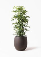 kapok-163_1.jpg?1565506718