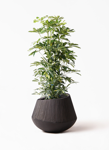 kapok-157_1.jpg?1565506736