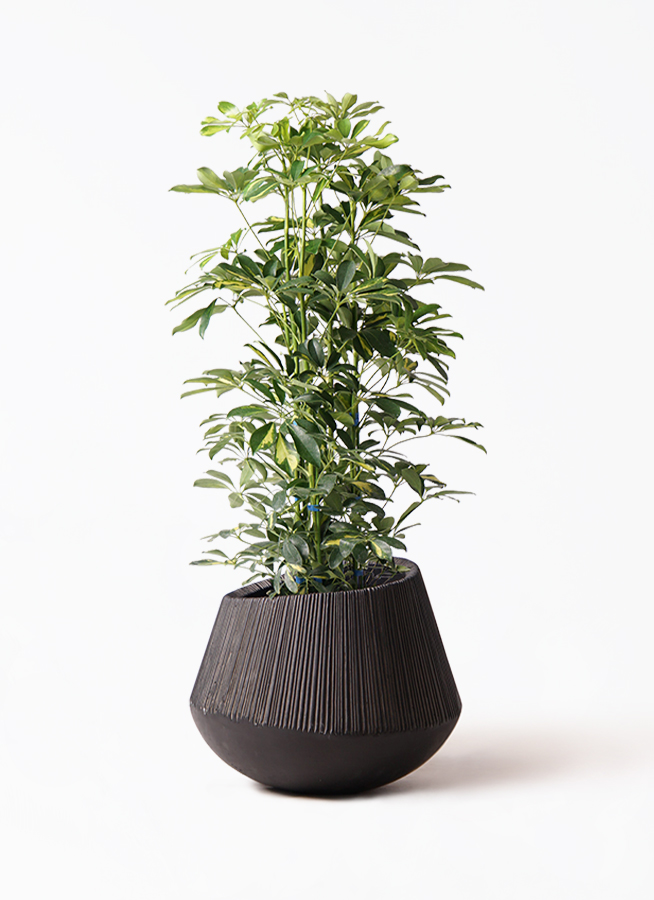観葉植物 シェフレラ（カポック） 8号 斑入り エディラウンド 黒 付き