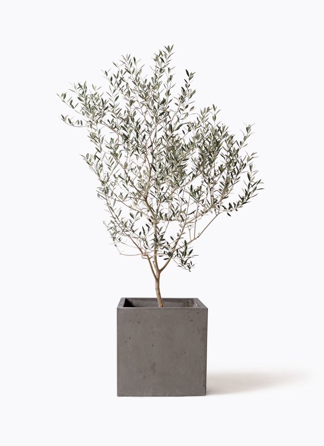 小倉園のオリーブ カヨンヌ | 観葉植物ならHitoHana（ひとはな）