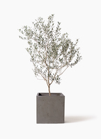 観葉植物 オリーブの木 8号 カヨンヌ ベータ キューブプランター