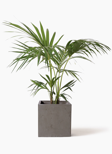 観葉植物 ケンチャヤシ 8号 コンカー キューブ 灰 付き | 観葉植物なら