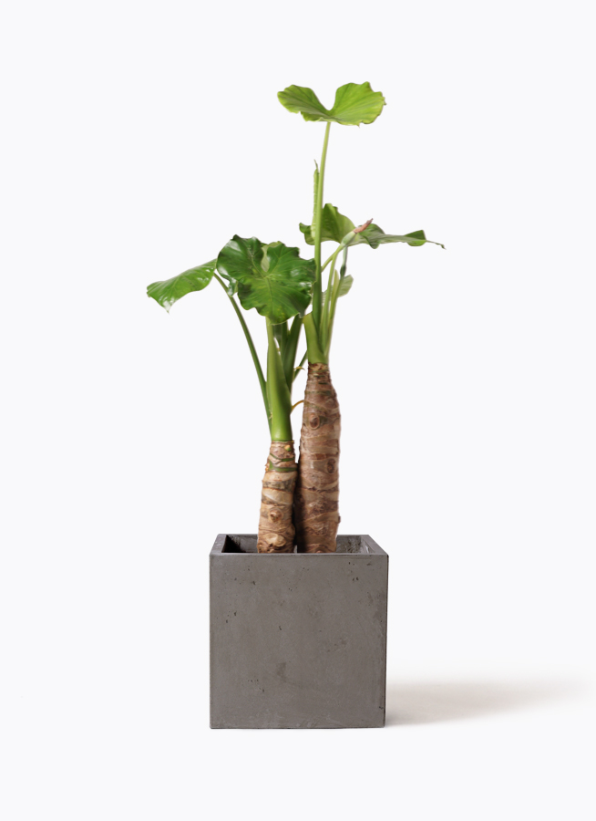 アロカシア 8号 | 観葉植物の通販ならHitoHana（ひとはな）