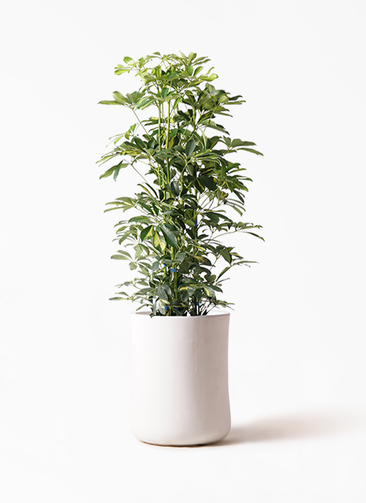 シェフレラ　カポック　8号　1m 幹ゴリシェフレラ kapok-167_1.jpg?1565506769