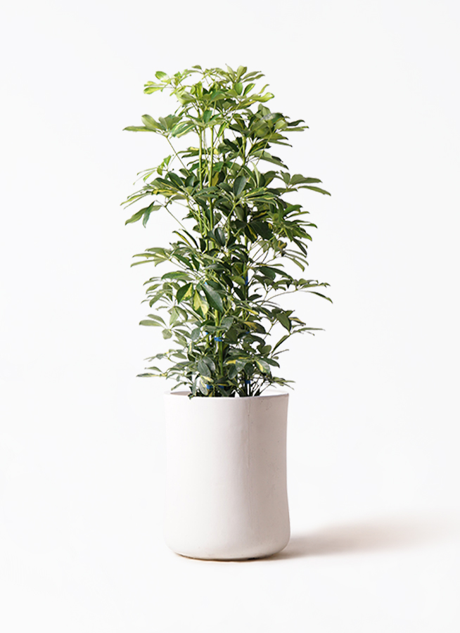 観葉植物 シェフレラ（カポック） 8号 斑入り バスク ミドル ホワイト