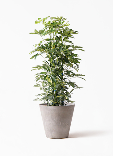 カラーサンドアート　コーヒーの木　観葉植物　シェフレラ　カポック カラーサンドアート コーヒーの木 観葉植物 シェフレラ カポック