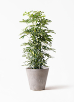 カラーサンドアート　コーヒーの木　観葉植物　シェフレラ　カポック カラーサンドアート コーヒーの木 観葉植物 シェフレラ カポック