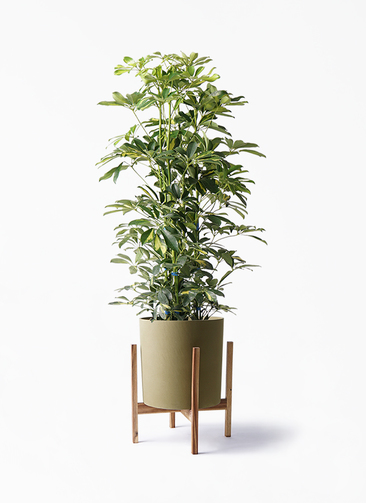引取限定★シェフレラ　9号　180cm　観葉植物　大型 Amazon｜エフプランター 人工観葉植物-シェフレラ-180-9号鉢
