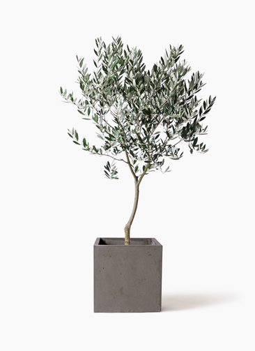 観葉植物 オリーブ 8号 創樹 コンカー キューブ 灰 付き | 観葉