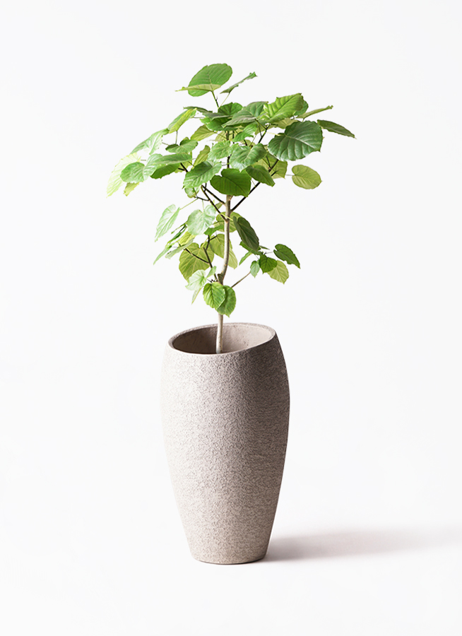 観葉植物 フィカス ウンベラータ 8号 ノーマル ラスターポット 観葉植物 フィカス ウンベラータ 8号 ノーマル ラスターポット