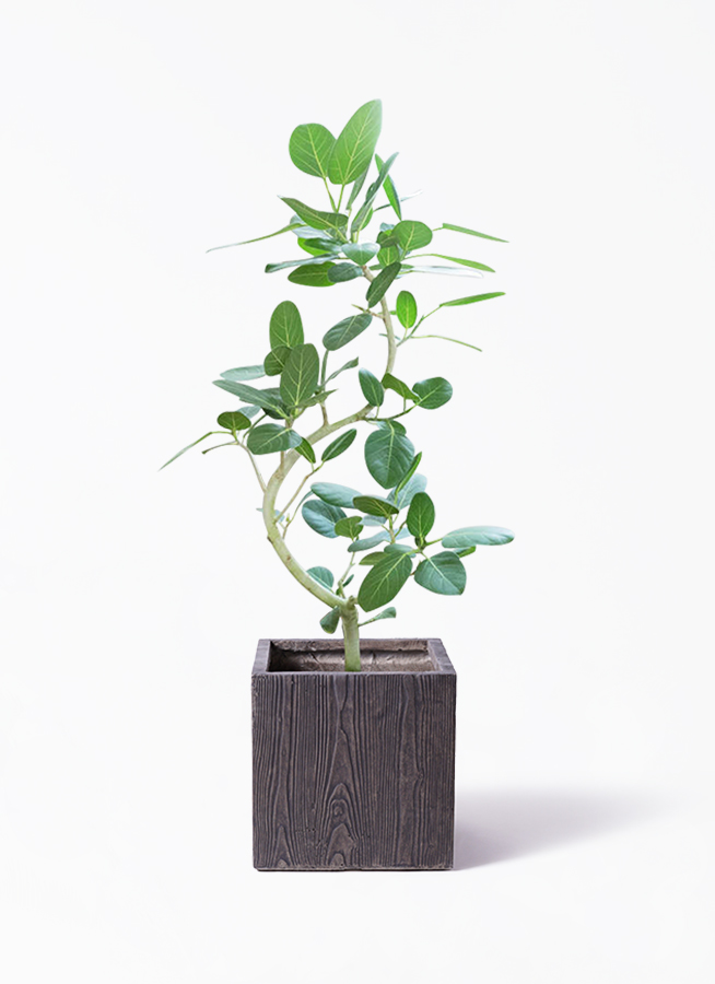 観葉植物 フィカス ベンガレンシス 8号 曲り ベータ キューブ
