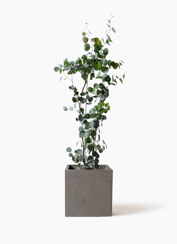 ユーカリ　ポポラス　/97 現品》ユーカリ・ポポラス 樹高0.9m（鉢含まず）97【鉢/苗木/鉢植え