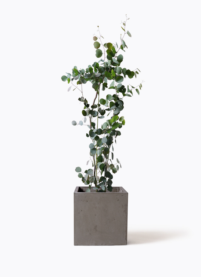 ユーカリ ポポラス 株立ち 大株 ユーカリ ポポラス 7号 その他インテリア雑貨 PLANTS 常緑樹
