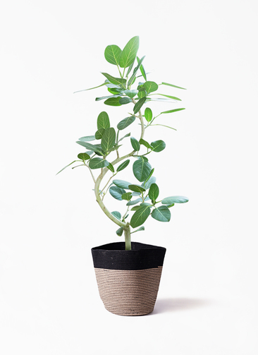 観葉植物 フィカス ベンガレンシス 8号 曲り リブバスケットNatural