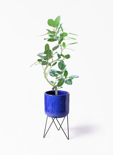 観葉植物 フィカス ベンガレンシス 8号 曲り ビトロ エンデカ