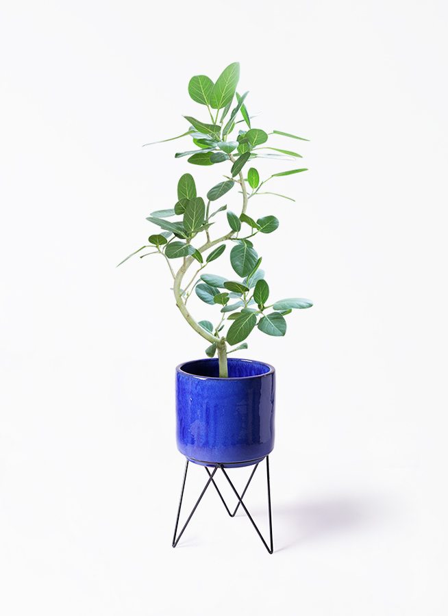 観葉植物 フィカス ベンガレンシス 8号 曲り ビトロ エンデカ