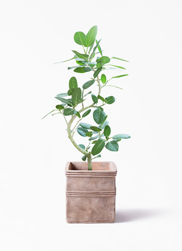 【現品】フィカス・ベンガレンシス　8号　曲がり　白鉢　（3） フィカス・ベンガレンシス 8号の通販 | 観葉植物通販AONOKI（あおのき）