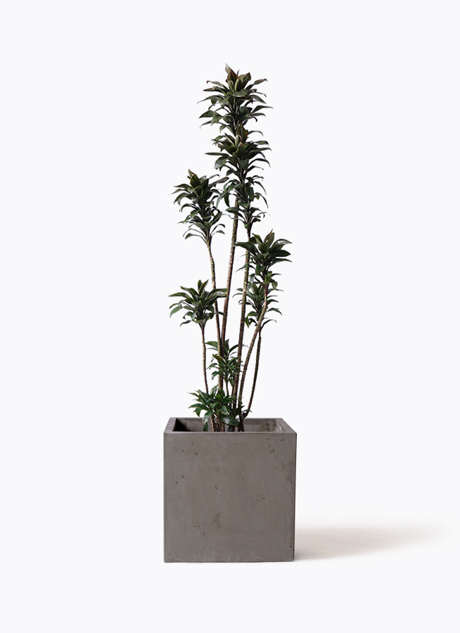 ドラセナ パープルコンパクタ | 観葉植物通販HitoHana(ひとはな)