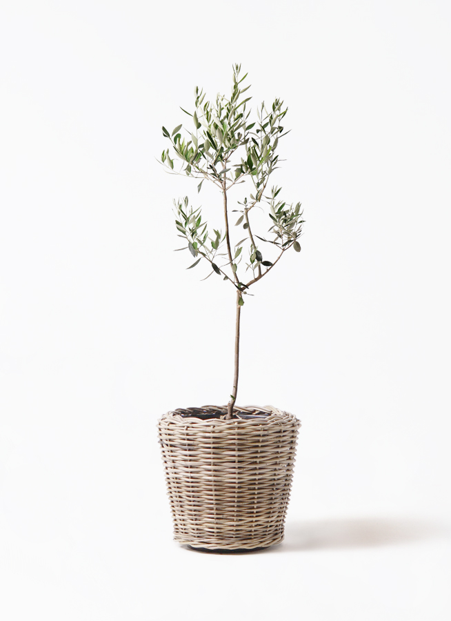オリーブの木　カラマタ オリーブの木 カラマタ | 観葉植物通販HitoHana(ひとはな)