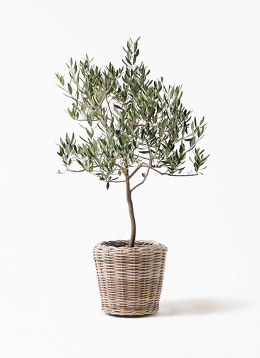 オリーブの木　ハーディーズマンモス　10号　約150cm　K-406　希少　現品 olive-hardys-mammoth-69_1.jpg?