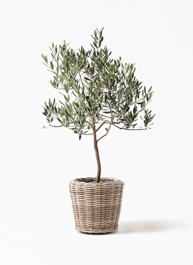 観葉植物 オリーブの木 8号 ハーディーズマンモス モンデリック ラタン